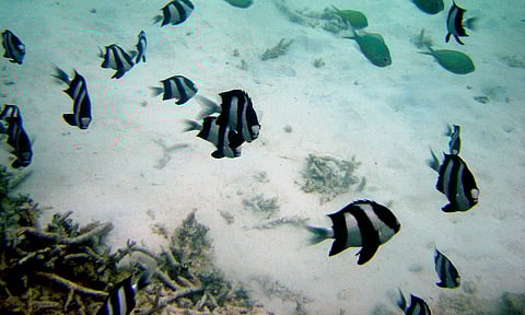 A view of the marine life while undersea walking