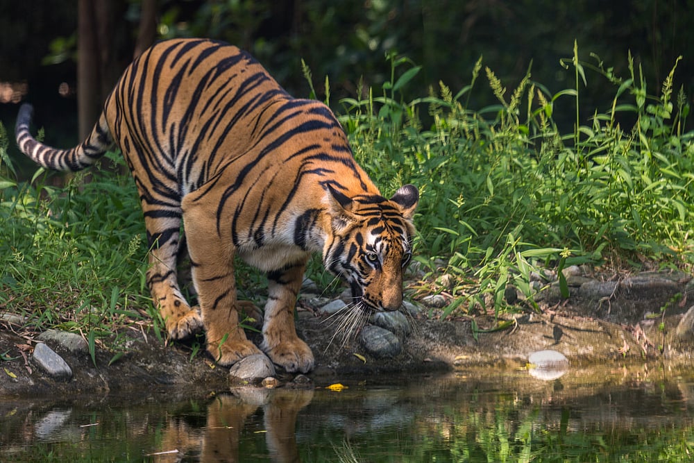 A Bengal Tiger at a waterhole in Sunderban National Park