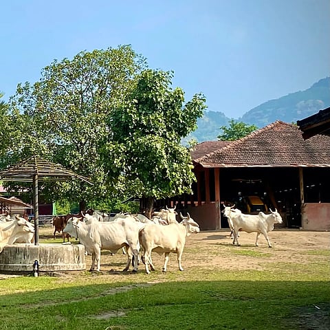 Govardhan Eco Village, Hamrapur