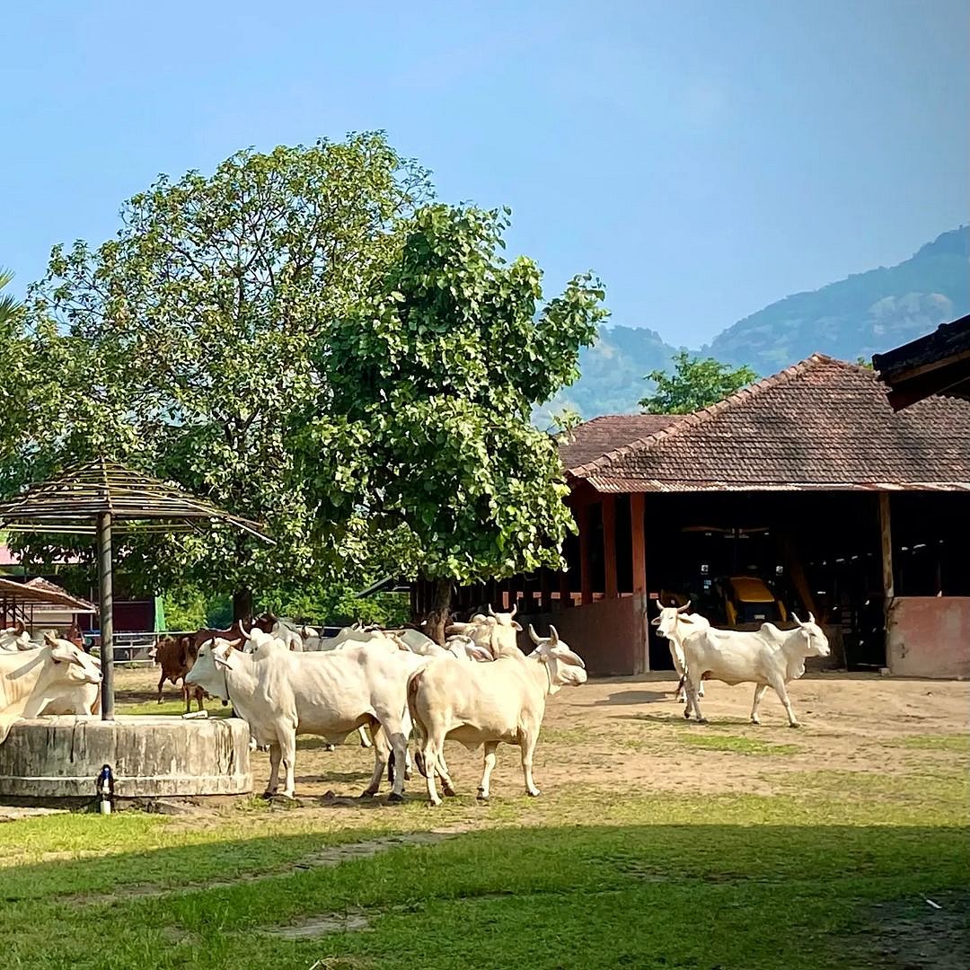 Govardhan Eco Village, Hamrapur