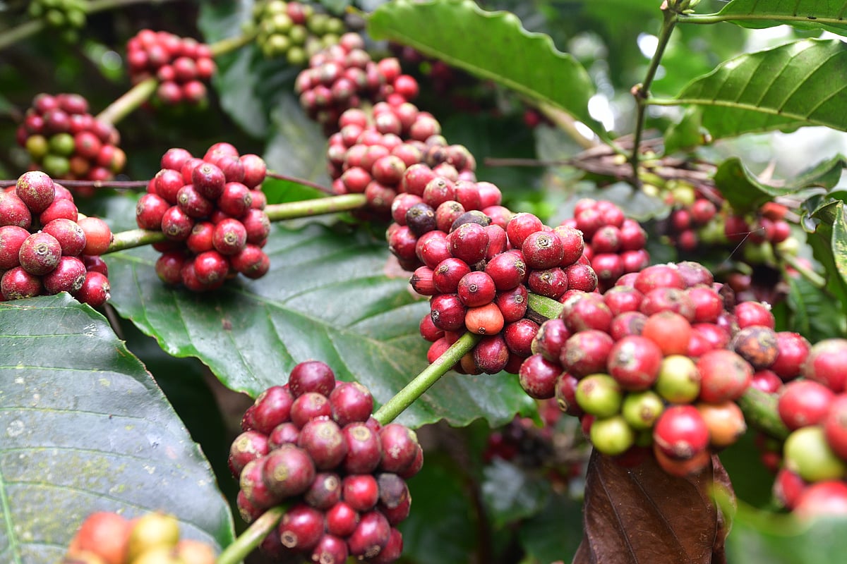 Coffee cherries ripen in a plantation