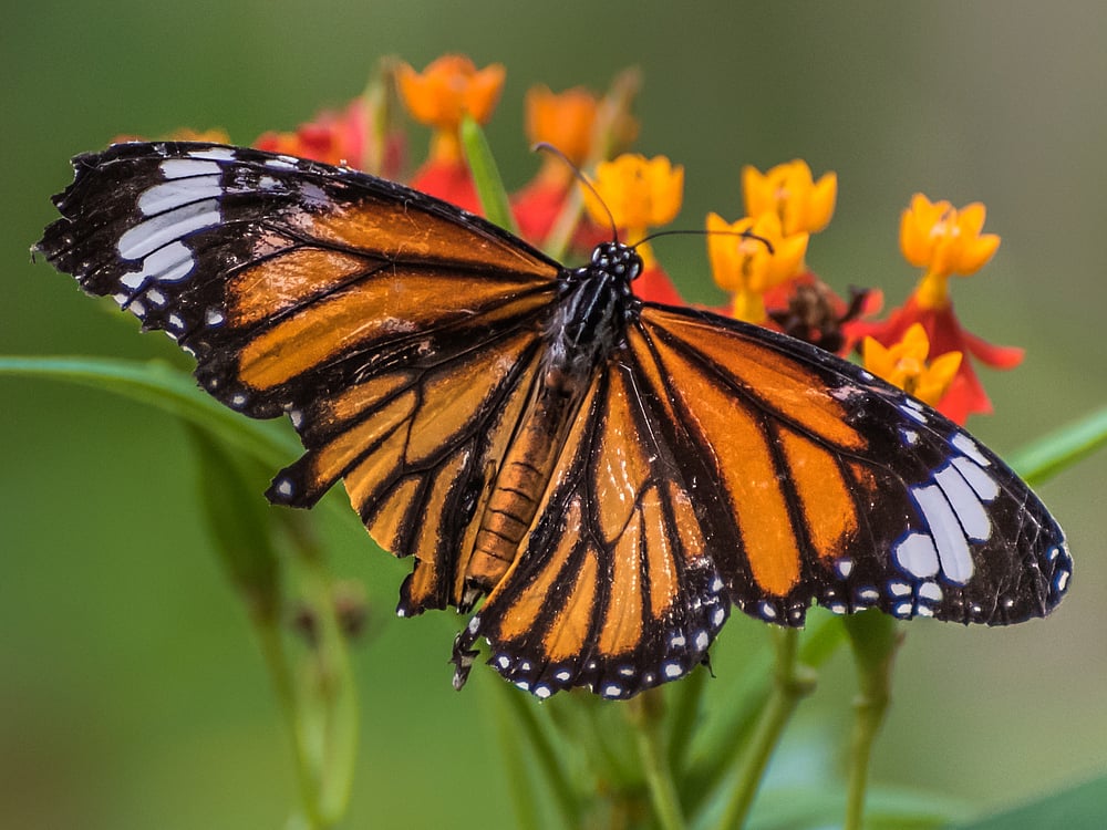 Butterfly at Butterfly Park