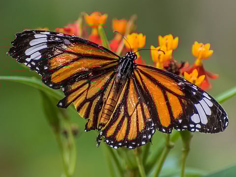 Butterfly at Butterfly Park
