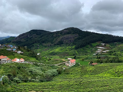 Tea Estate in Ooty 