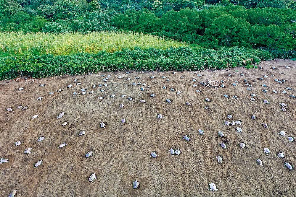 A shot of olive ridley turtles mass-nesting