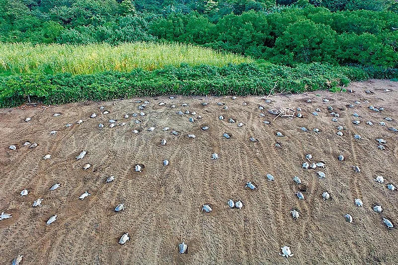 A shot of olive ridley turtles mass-nesting