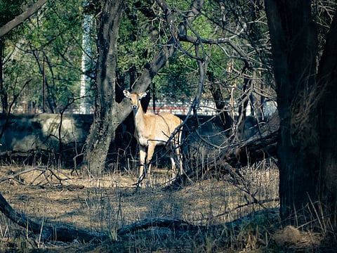 Deer at Rampur National Park
