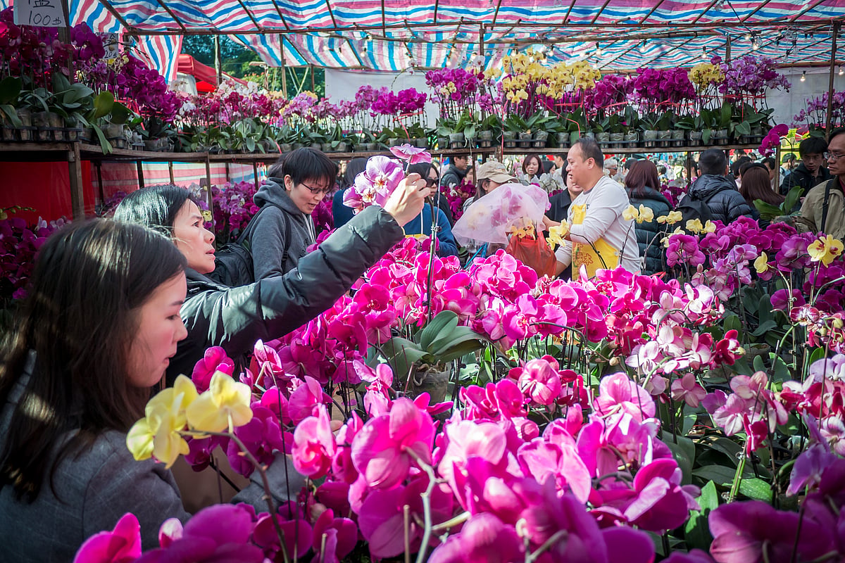 The flower markets at the  Lunar New Year Fair