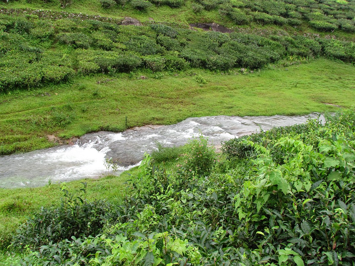 A flowing stream
