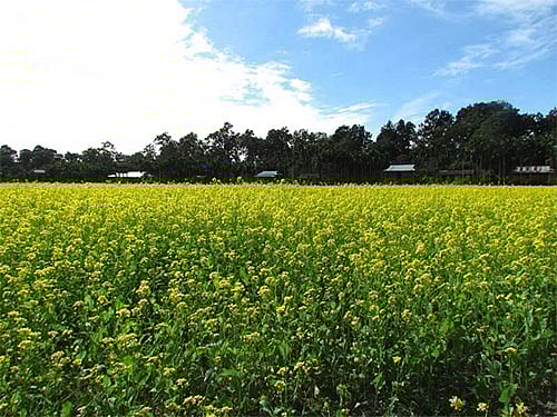 Enjoy the lushness of Buxa