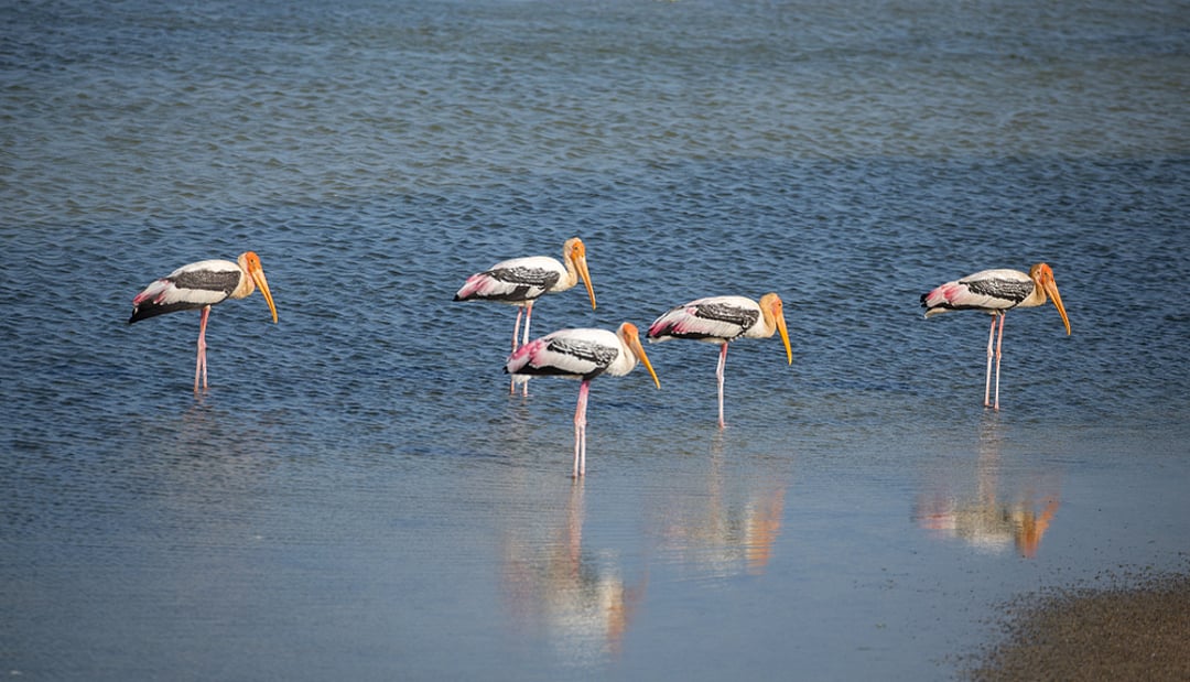 Painted Stork at Bundala National Park