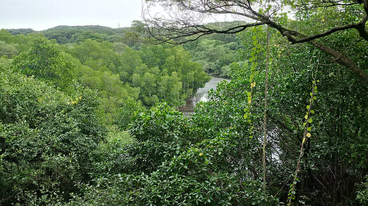 A view of the Mangalavanam Bird Sanctuary