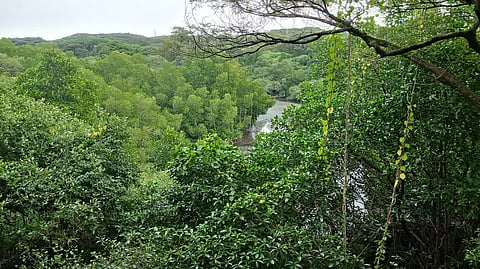 A view of the Mangalavanam Bird Sanctuary