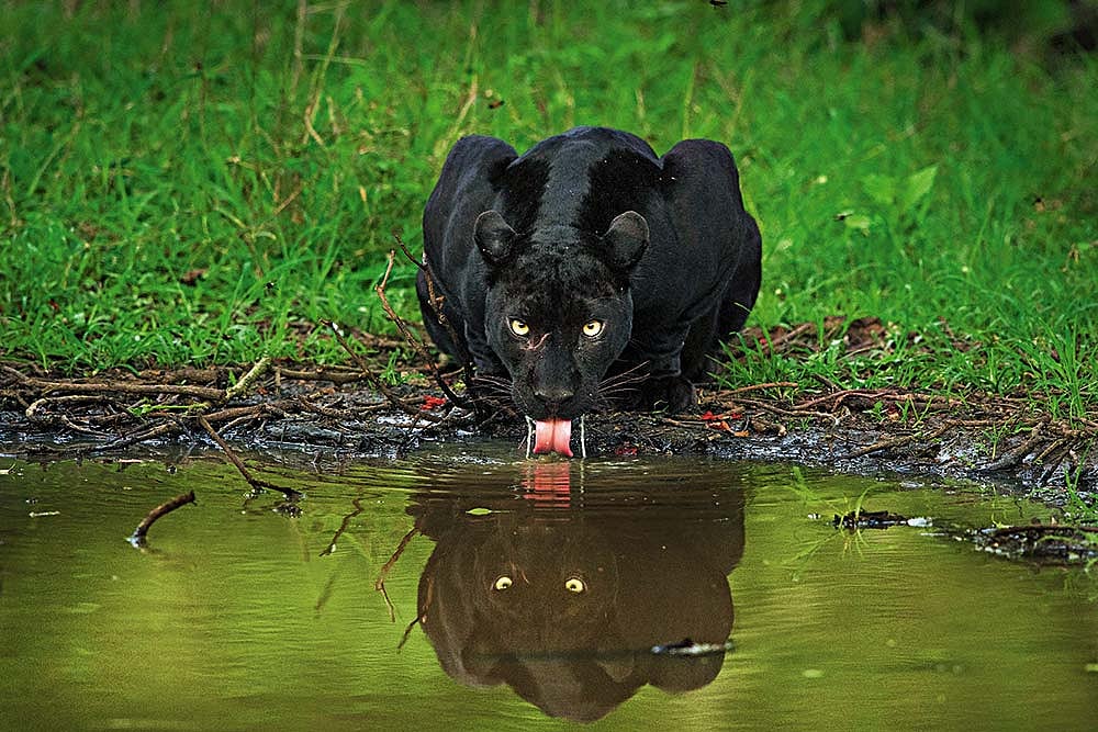 Photos: Yashas Narayan : THIRST OF THE HUNTER: “We heard that the Panther had made a kill, and the pond was a frequent spot. We waited here for three days in its search. On the last day, the Panther finally made its way to quench its thirst for just a few minutes. And we made the most of it.”