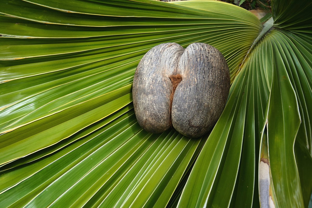 Take a nature walk through Vallée De Mai in Praslin and encounter unique endemic flora, including the iconic Coco De Mer’