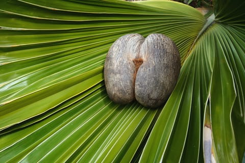 Take a nature walk through Vallée De Mai in Praslin and encounter unique endemic flora, including the iconic 'Coco De Mer’