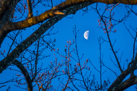 Moon in the last quarter