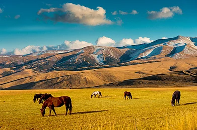Aureliy/Shutterstock : Horses on a pasture near Almaty city, Kazakhstan