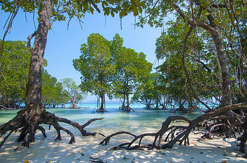 Stunning view of Havelock Island Beach, beautiful tree in the sea water, Andaman & Nicobar Islands