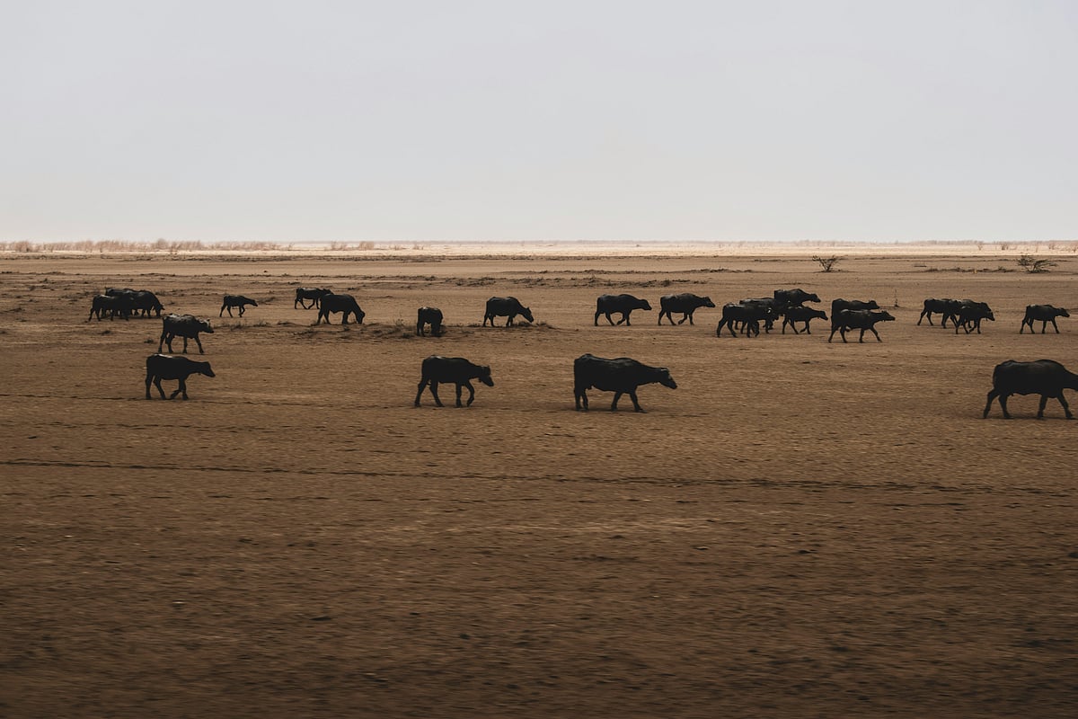 The cattle grazing on the grassland