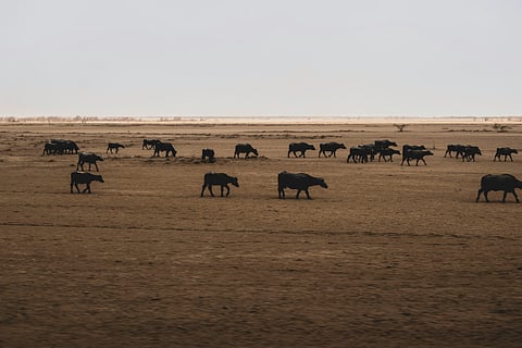The cattle grazing on the grassland