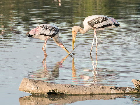 Spot billed pelican at Water Bird Sanctuary