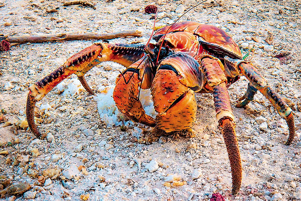 The coconut crab is the world’s largest land-living anthropod