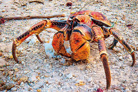 The coconut crab is the world’s largest land-living anthropod