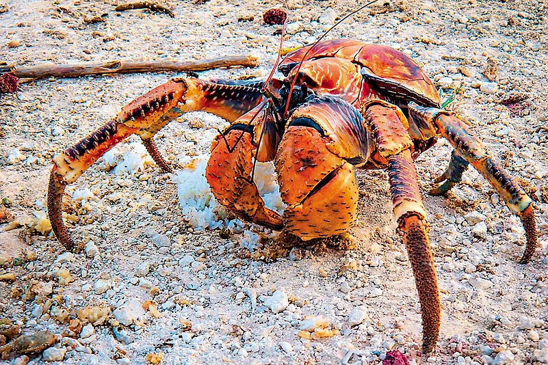 The coconut crab is the world’s largest land-living anthropod