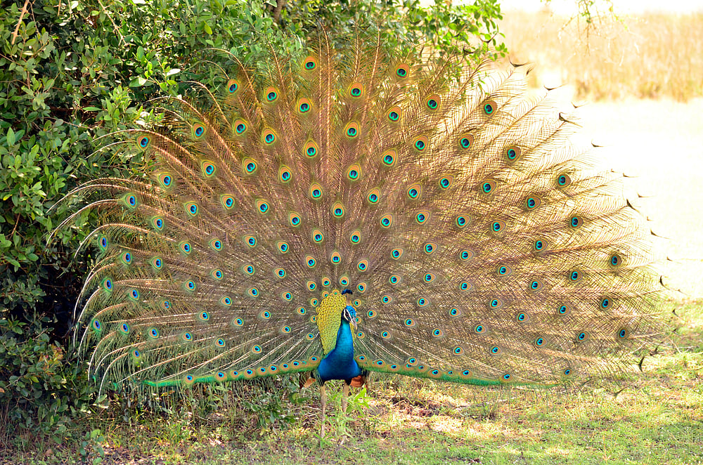Wilpattu National Park