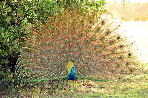Wilpattu National Park