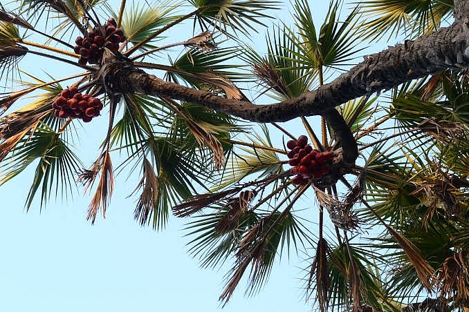 The unique branching palm (Hoka) trees in Diu