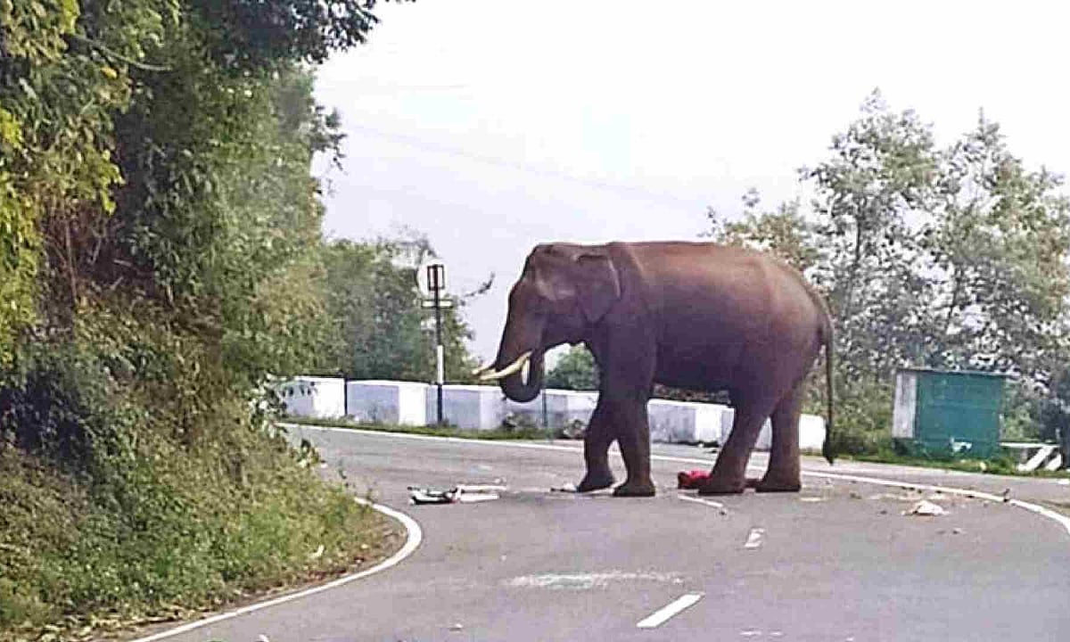 What to do when you see an elephant in the wild? Scramble up a tree