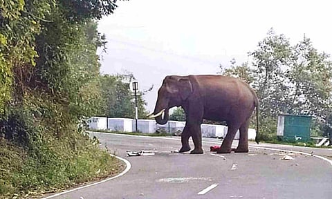What to do when you see an elephant in the wild? Scramble up a tree