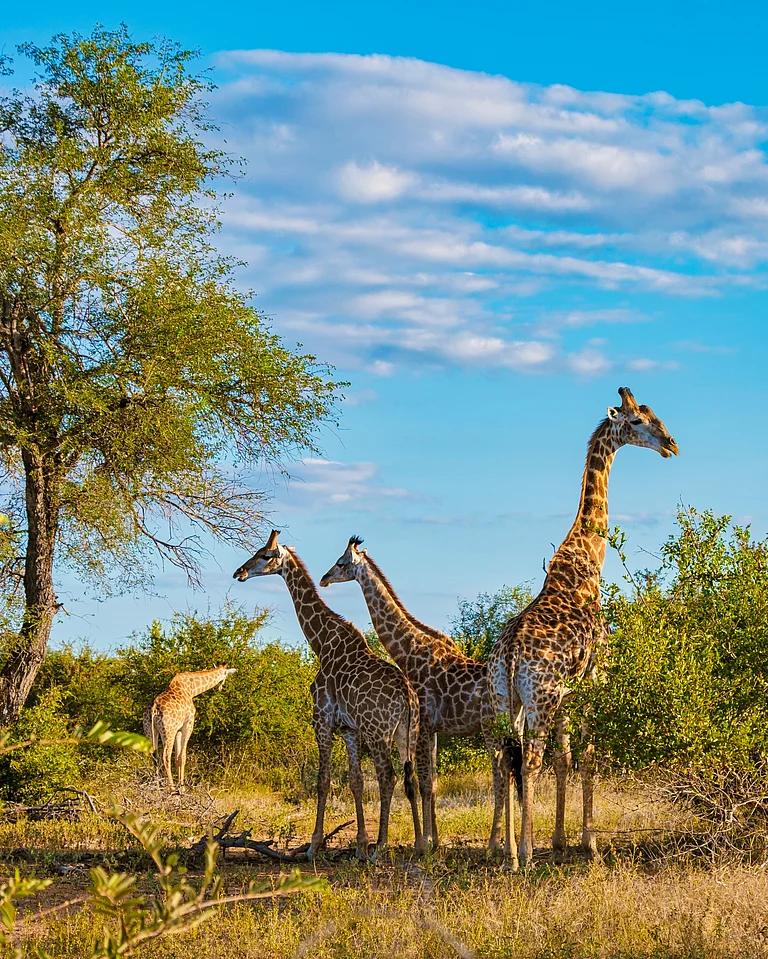 Wildlife of Africa - Shutterstock