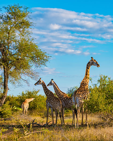 Wildlife of Africa