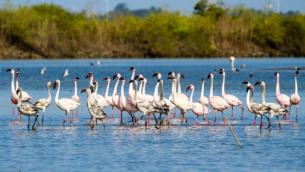 Lesser Flamingos at Dahanu Creek