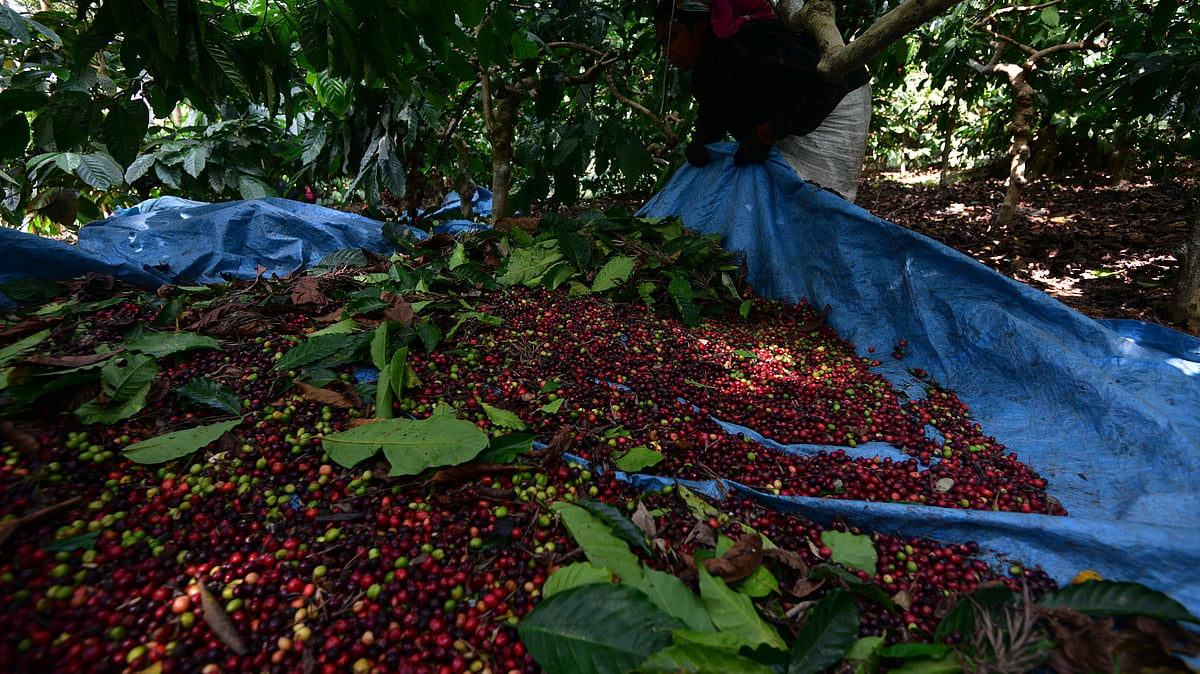 Coffee-picking in progress at the Riverside Coffee Plantation