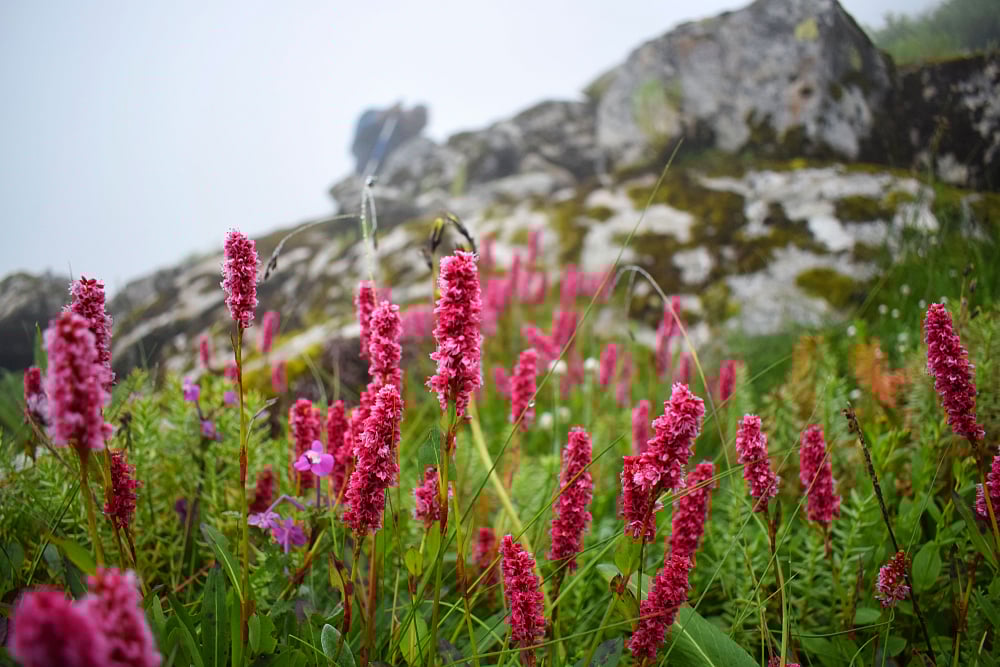 Wild and rare Himalayan Fleeceflower found during monsoon treks to the Valley of Flowers National Park