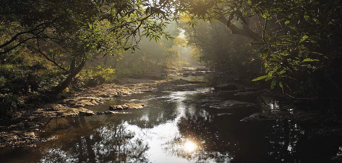 The Gangavar river runs through the forested hills of Palani