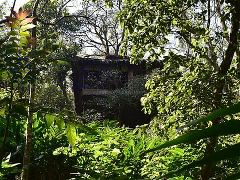 The Vanya Tree House is surrounded by forests, ridges, and mountains