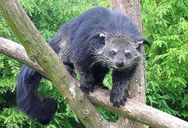 Wikipedia : Binturong