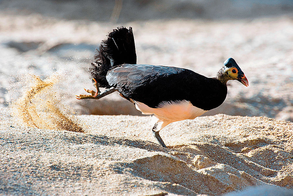 The maleo bird