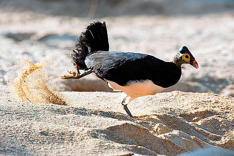 The maleo bird