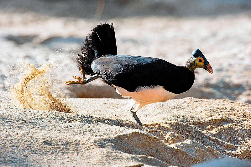 The maleo bird