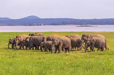 Natalia de la Rubia/Shutterstock : A group of wild elephants in Yala National Park in Sri Lanka