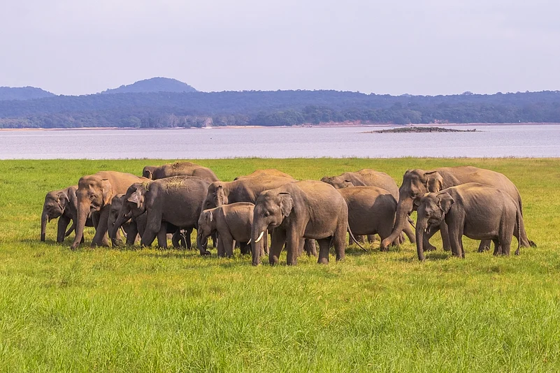A group of wild elephants in Yala National Park in Sri Lanka