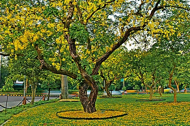 Photo: Shutterstock : Amaltas tree in full bloom