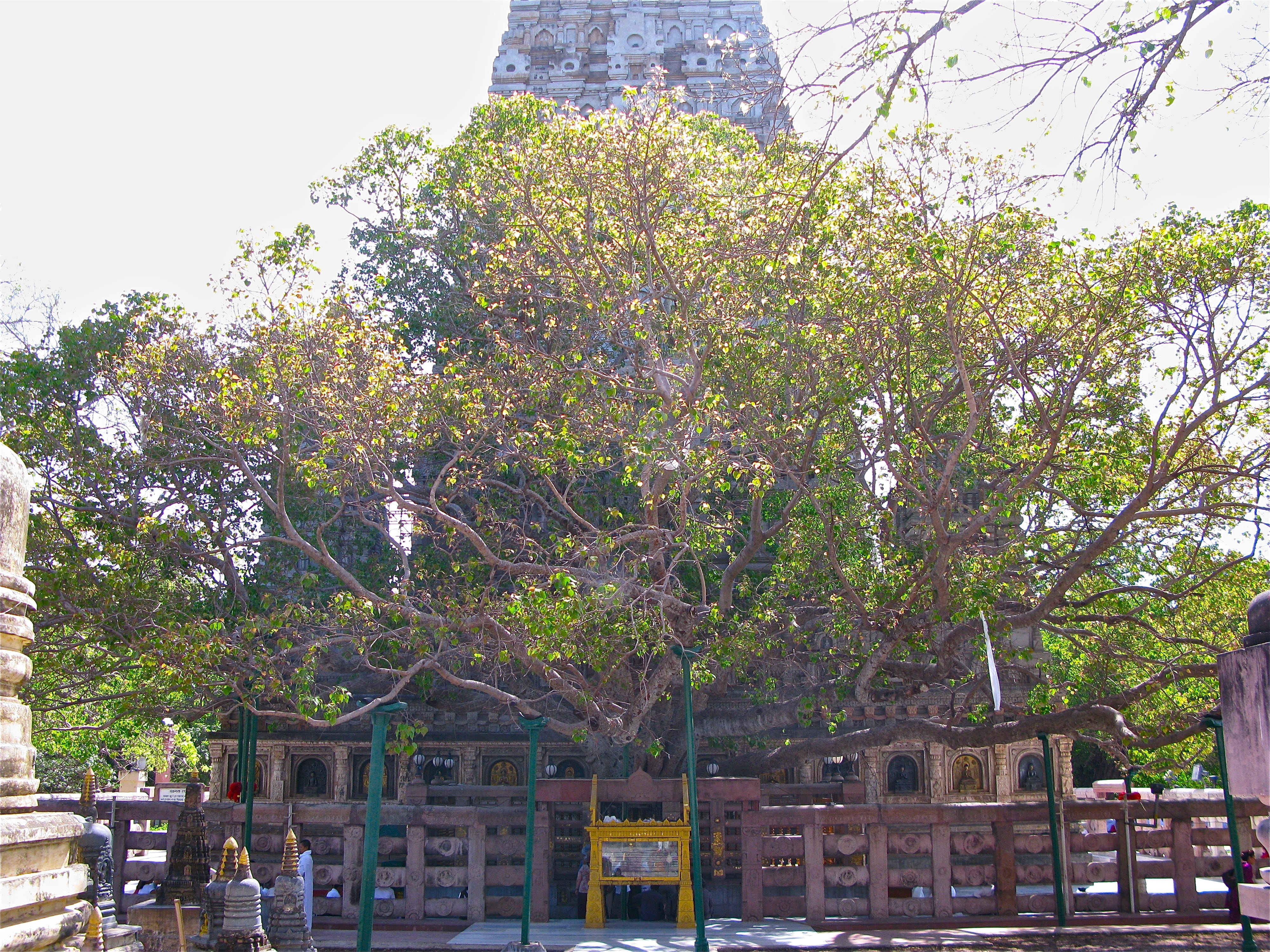 The Bodhi Tree in Bodh Gaya