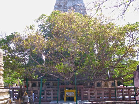 The Bodhi Tree in Bodh Gaya